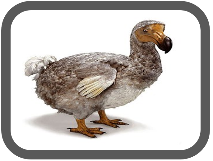 Agile Dodo