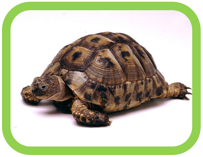 Agile Tortoise